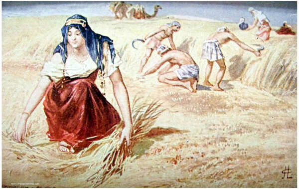 Rut0202 Ruth gleaning in the field of Boaz.jpg
